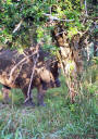 Nashorn am Wegesrand