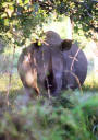 Nashorn im Weitwinkel