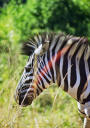 Schönes Zebra
