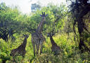 Giraffenmutter mit Kindern
