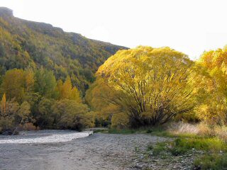 Bume am Arrow River