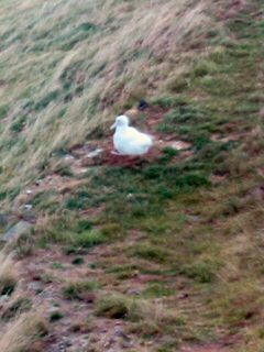 Albatrosjunges