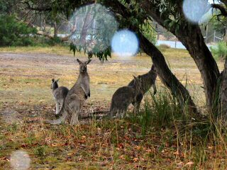 Känguruhs auf dem Golfplatz