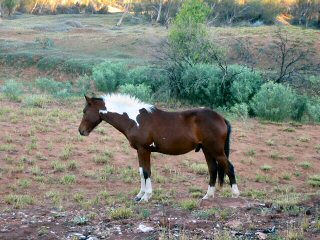 Wildes Pferd