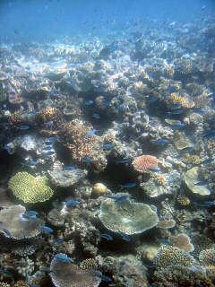 Great Barrier Reef