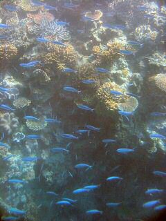 Great Barrier Reef